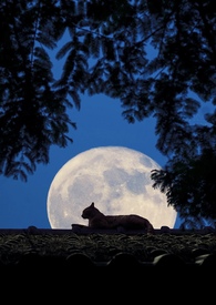 �����¹⣨1v1 �Ȼ�󰮣�